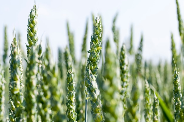 Blé vert non mûr dans le domaine, domaine agricole où les plants de blé sont cultivés