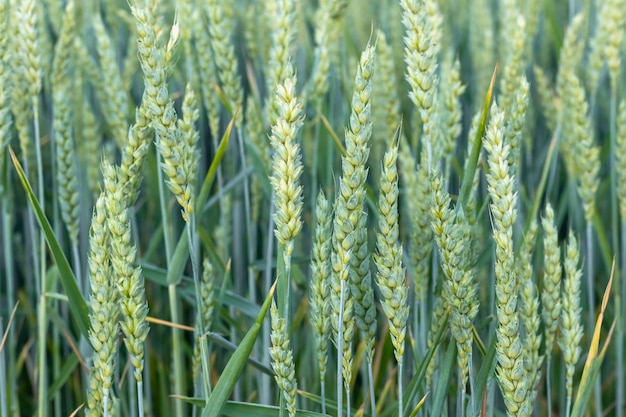 Blé vert poussant dans le champ d'été en journée ensoleillée Scène agricole Gros plan de jeunes oreilles fraîches