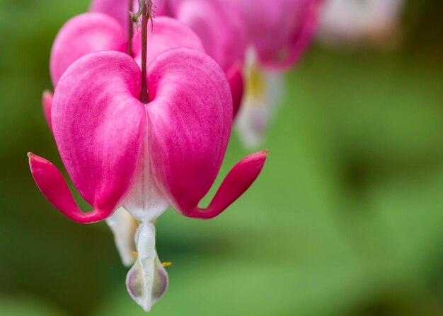 Bleeding Heart