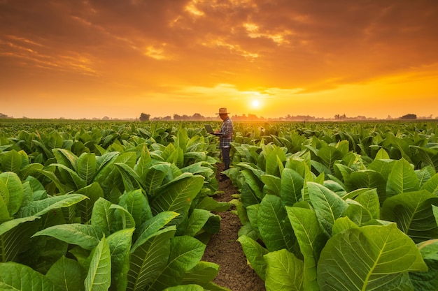 Blessures ou maladies pouvant survenir aux agriculteurs pendant le travail L'homme utilise sa main pour couvrir le genou à cause d'une douleur ou d'un malaise