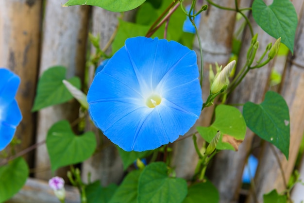 Bleu ciel, gloire du matin, bleu céleste ou fleur ipomoea purpurea en pleine floraison et feuillage en garde