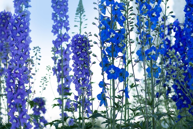 Le bleu de delphinium pousse dans le jardin Fleur bleu delphinium double