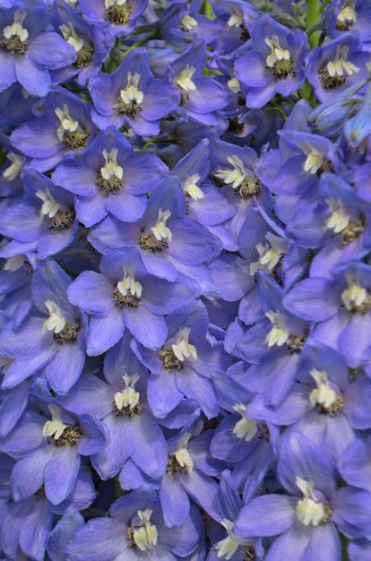 Le bleu delphinium pousse dans le jardin. Fleur bleu delphinium double.