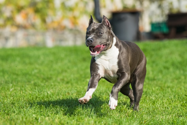 Bleu femelle bringé American Staffordshire Terrier chien ou AmStaff en mouvement sur la nature