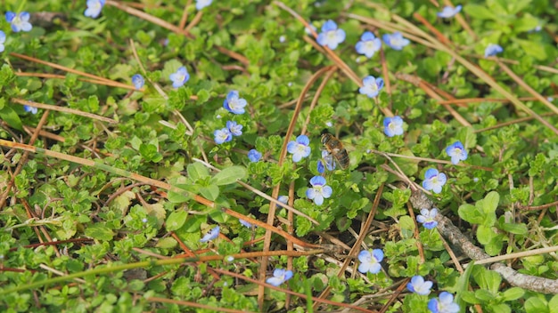 Le bleu ne m'oublie pas les fleurs qui fleurissent sur un fond vert les fleurs que fleurissent dans un jardin de près