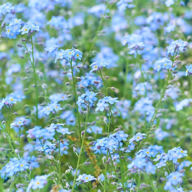 Le Bleu Ne M'oublie Pas Les Fleurs S'épanouissent.