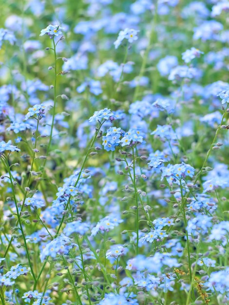 Le bleu ne m'oublie pas les fleurs s'épanouissent.