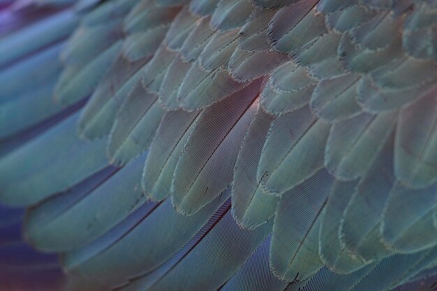 Photo bleu violet dégradé de plume d'ara