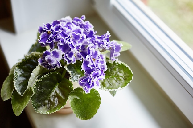 Bleu violet en pot sur la fenêtre blanche