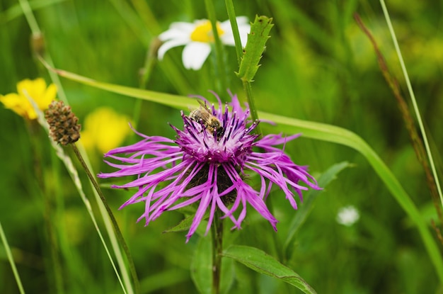 Bleuet avec abeille