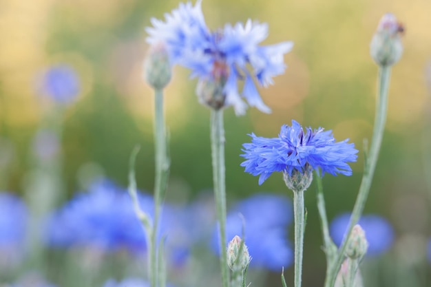 Bleuet bleu sur un arrière-plan flou de fleurs et de plantes gros plan de fleurs