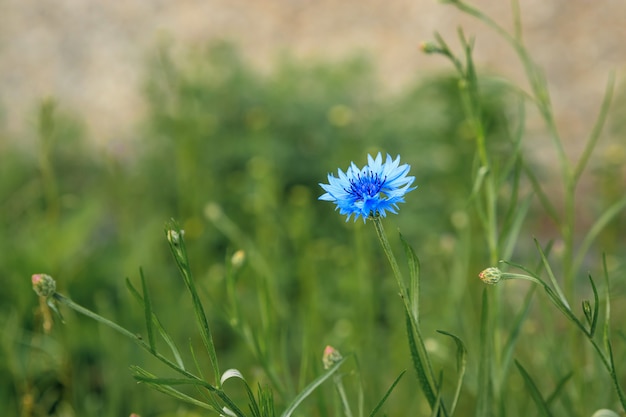 Bleuet bleu sur un fond d'herbe et d'autres bleuets