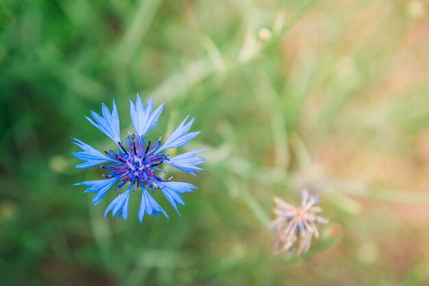 Bleuet bleu sur fond d'herbe d'été. Champ de fleurs à base de plantes.