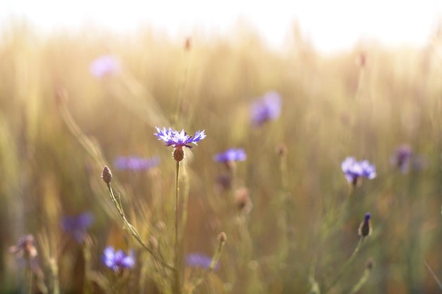 Bleuet dans le pré à la lumière du coucher du soleil