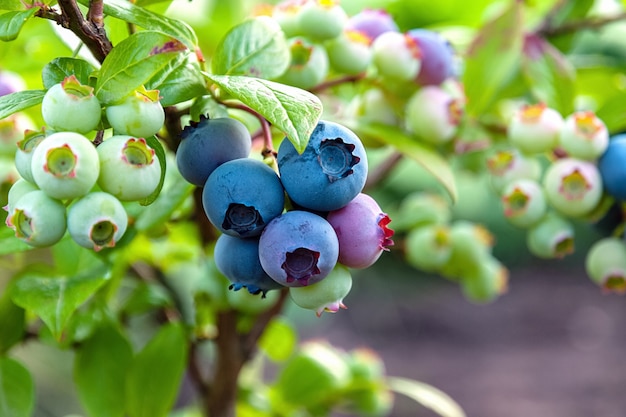 Bleuet du Nord ou blesse sucrée (Vaccinium boreale) cultivée à la ferme bio