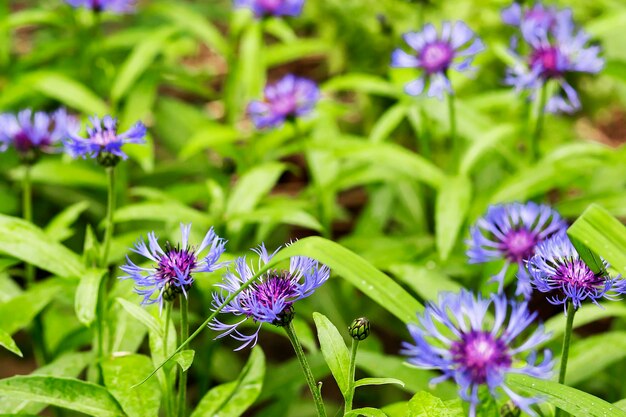 Bleuet sur un gros plan de fond vert