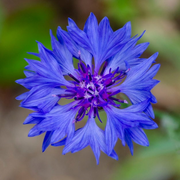 Photo bleuet. pétale bleu marine unique