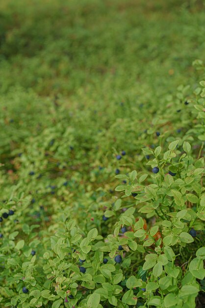 Bleuet sauvage dans la forêt d'été