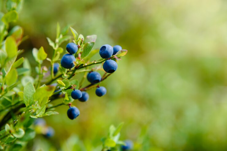 Photo bleuets biologiques frais sur une branche
