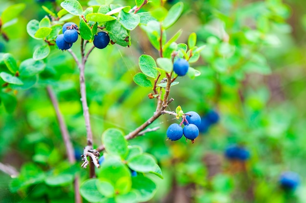 Bleuets biologiques frais sur le buisson. fermer.