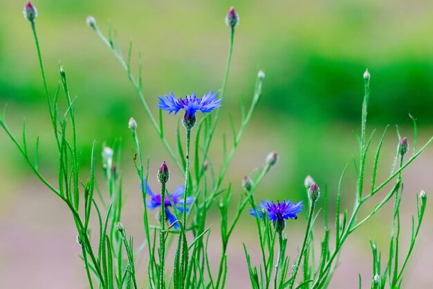 Bleuets bleus dans un champ sur un arrière-plan flou