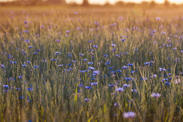 Bleuets bleus dans un champ de blé au coucher du soleil