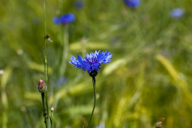 Bleuets bleus en été