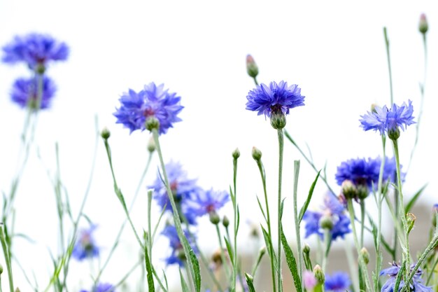 Bleuets bleus isolés sur ciel blanc. fond floral naturel