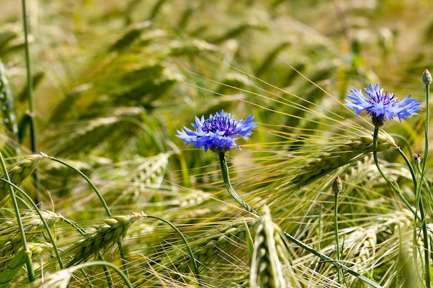 Bleuets bleus poussant dans un domaine agricole, bleuets bleus en été