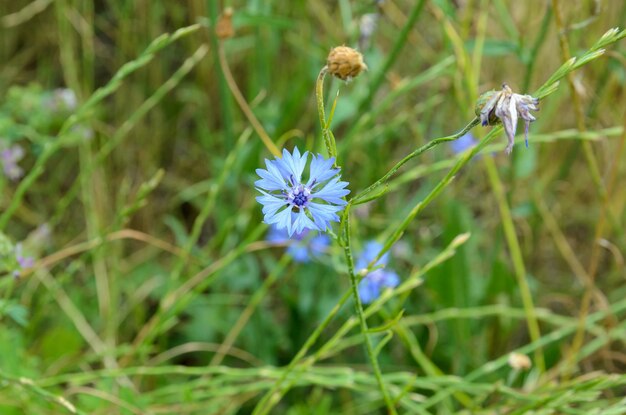 bleuets bleus poussent dans le champ