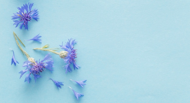 Bleuets bleus sur la surface du papier bleu