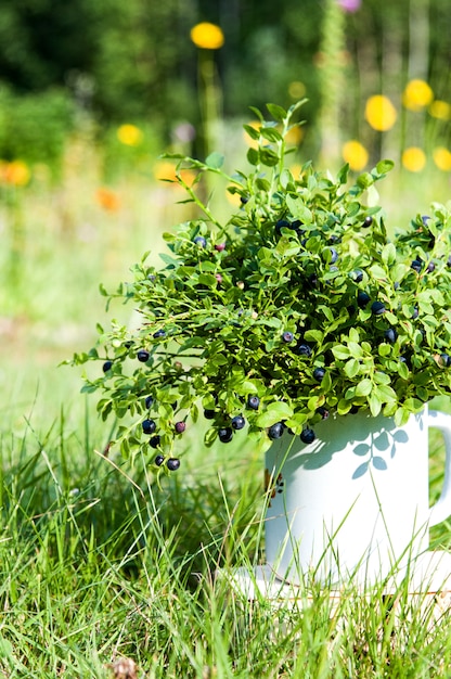 Bleuets dans une cruche en métal dans la forêt de l'été