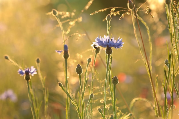 Photo bleuets dans le domaine au lever du soleil