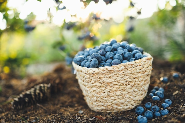 Bleuets dans un panier dans le contexte d'un buisson avec des baies