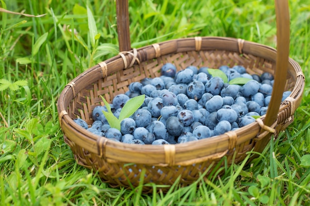 Bleuets dans le panier