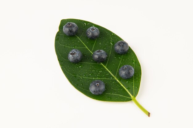 Bleuets sur une feuille verte