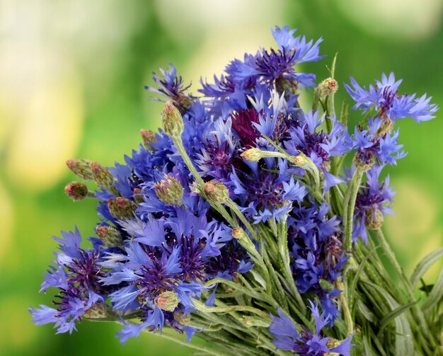 Bleuets sur fond vert