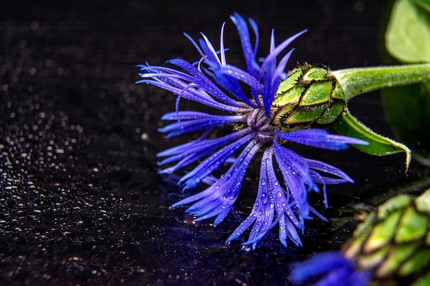 Bleuets avec des gouttes d'eau.