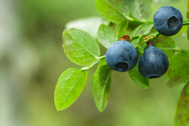 Bleuets mûrs sur buisson vert