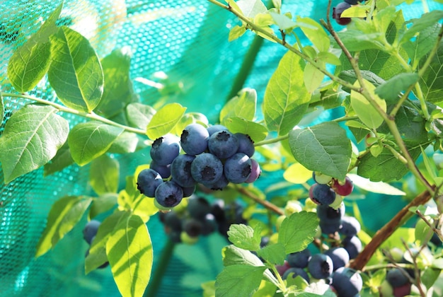 Bleuets mûrs sur un buisson