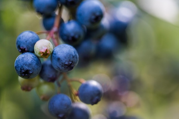 Bleuets mûrs sur la ferme de bleuets du sud.