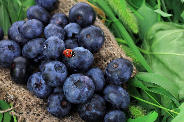 Bleuets sur un sac sur l'herbe