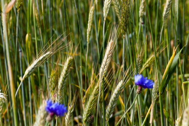 Bleuets sur le terrain