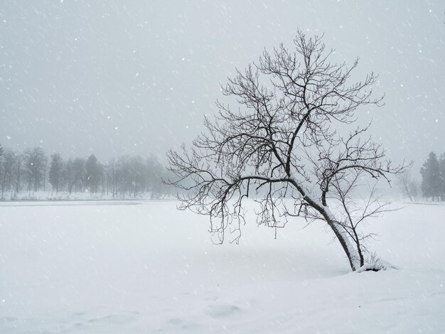 Blizzard Dans Le Parc D'hiver. Arbre Sous La Couverture De Neige. Arbre Tordu En Hiver. Paysage D'hiver Minimaliste. Copiez L'espace.