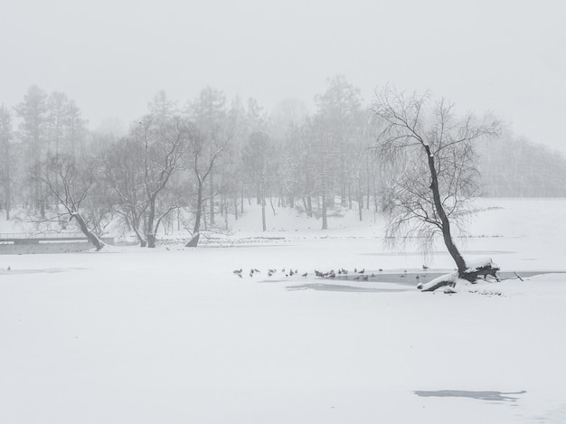 Blizzard dans le parc d'hiver. Grands arbres sous la couverture de neige. Paysage d'hiver minimaliste.