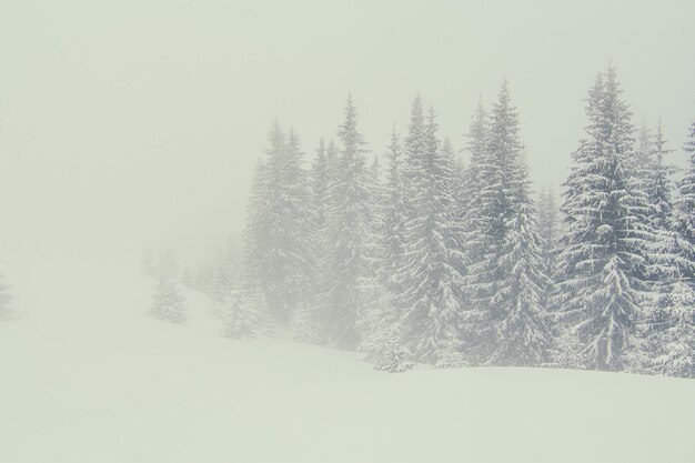 Blizzard en photo de paysage de forêt d'hiver