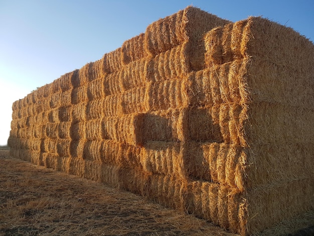 Blocs de foin et concept d'agriculture de récolte de paille