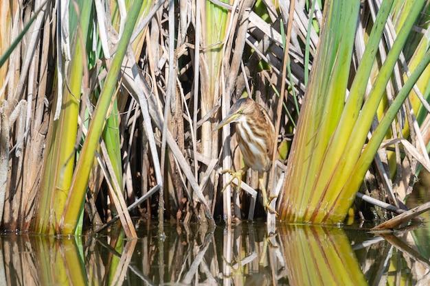 Blongios nain ou Blongios nain Ixobrychus minutus Malaga Espagne