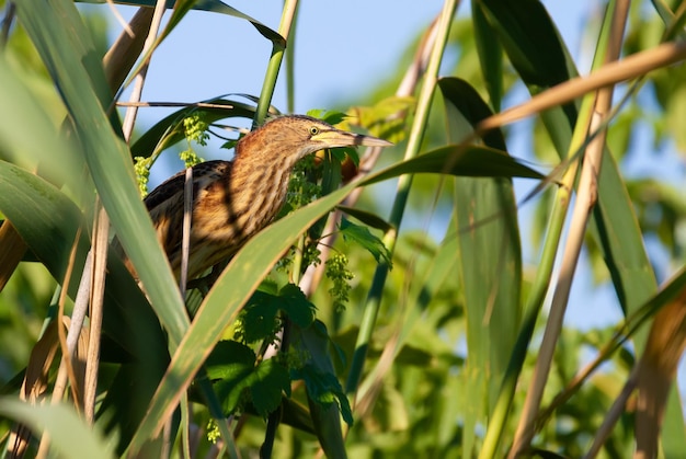 Blongios nain Ixobrychus minutus Un jeune oiseau est assis dans un bosquet de roseaux au bord de la rivière