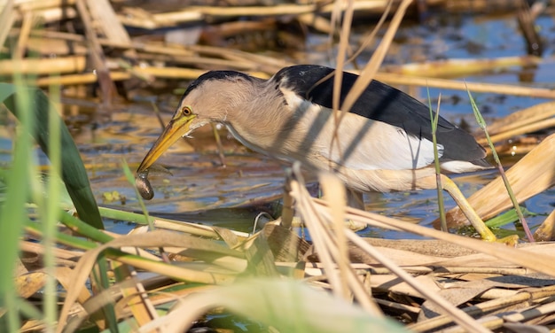 Blongios nain Ixobrychus minutus un oiseau attrape une proie dans les roseaux au bord de la rivière